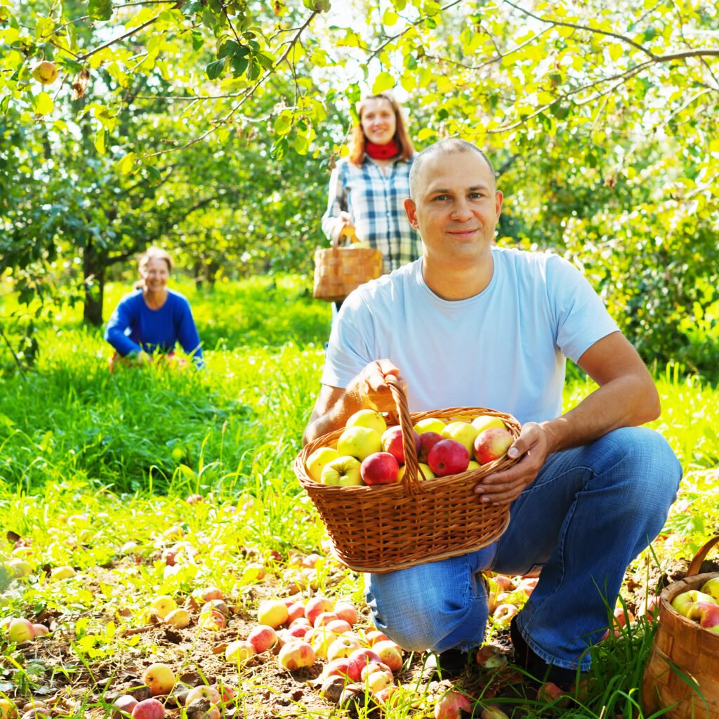 family picks apples in orchard family picks apples in orchard